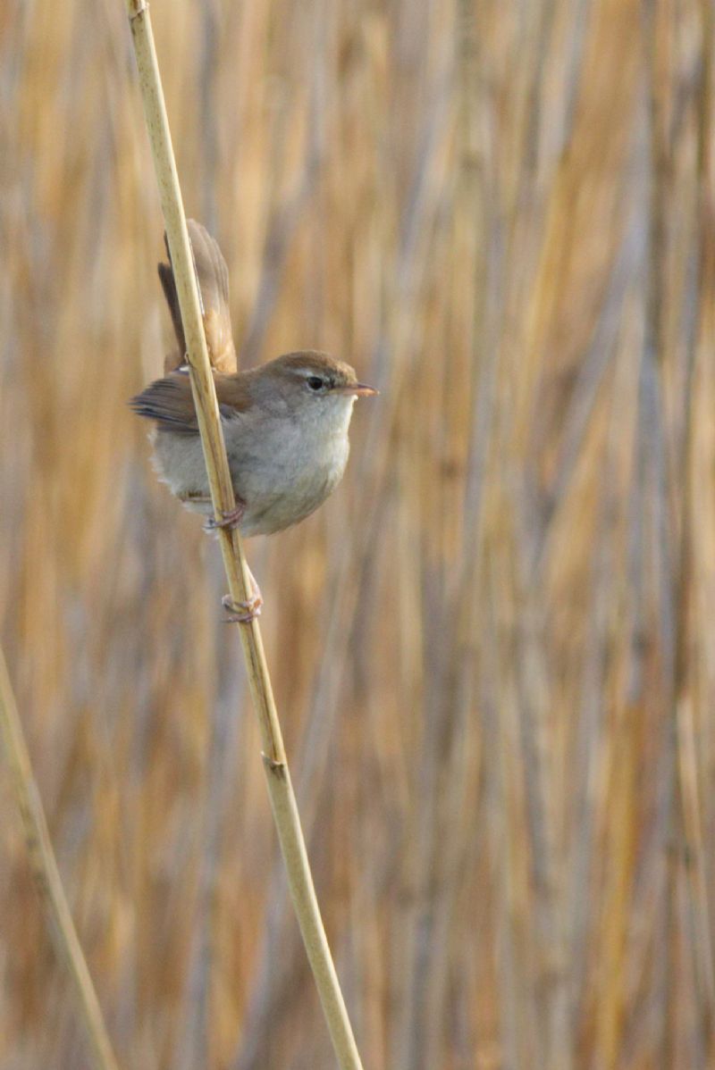 Usignolo di fiume (Cettia cetti)